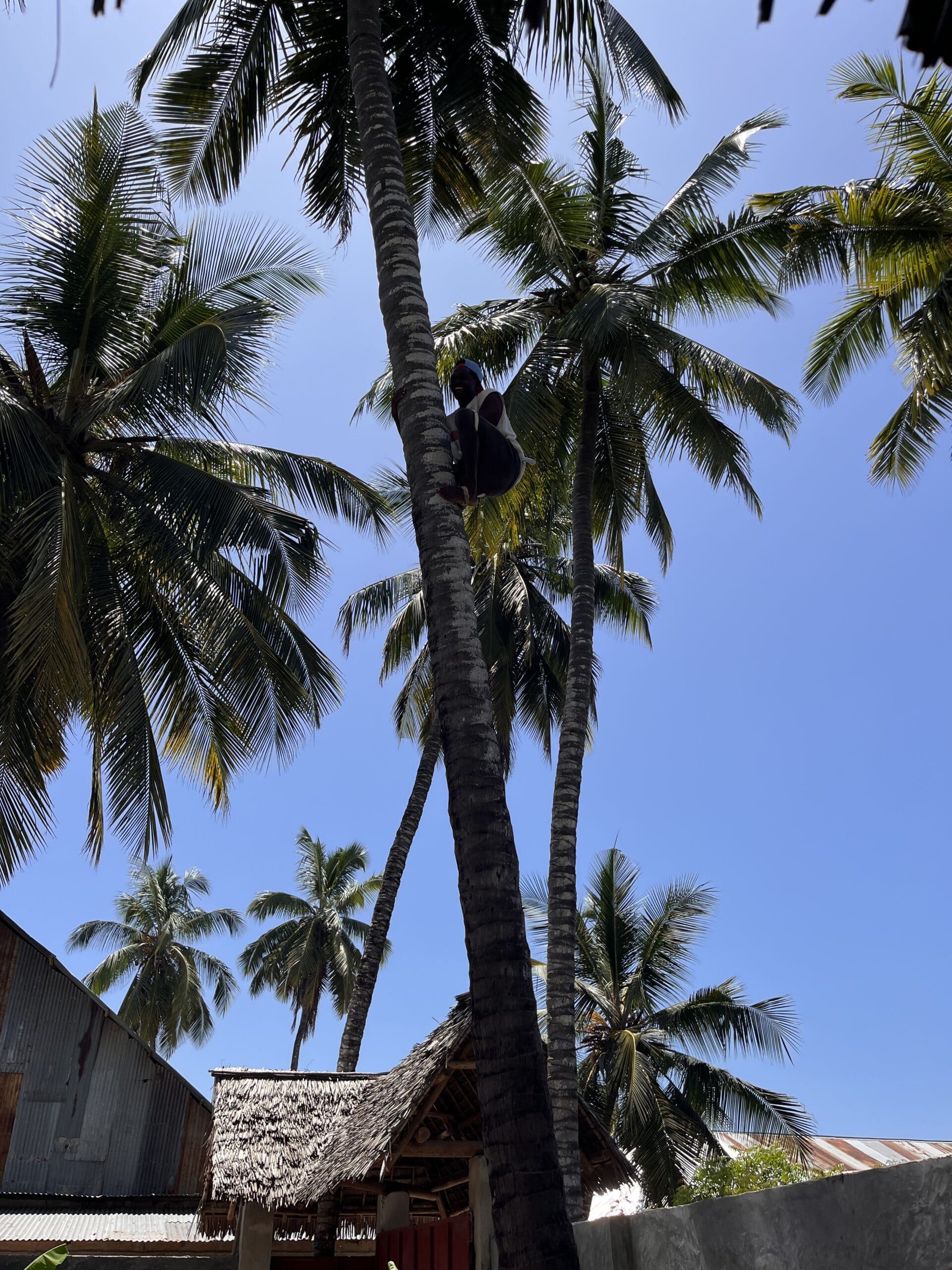 Man climbing a tall palm tree under a bright blue sky in Zanzibar.