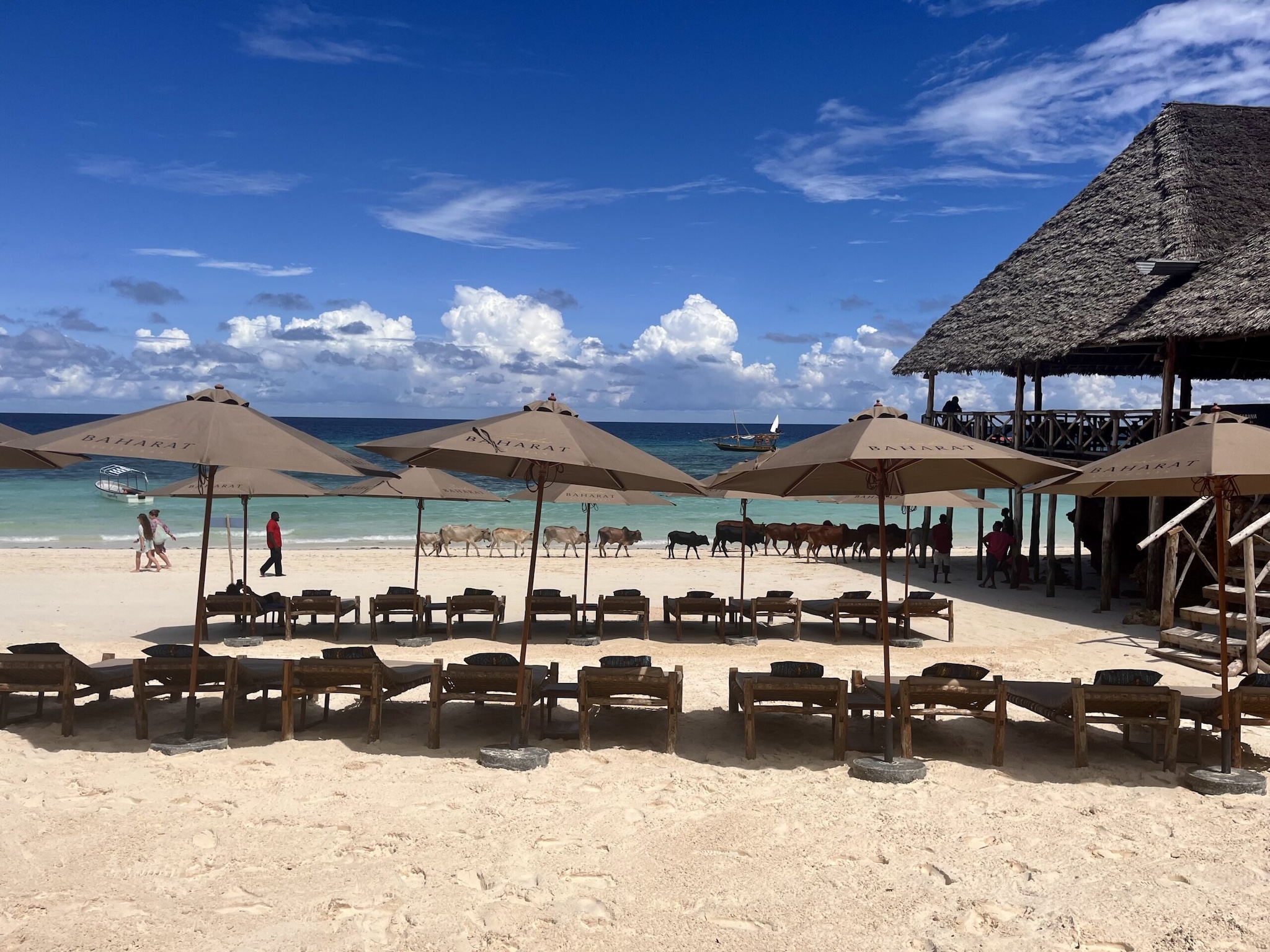 Beach in Zanzibar with sunbeds, umbrellas and cows walking along the shoreline.